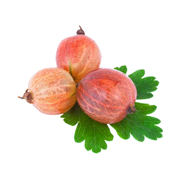 Gooseberry — Stok Foto