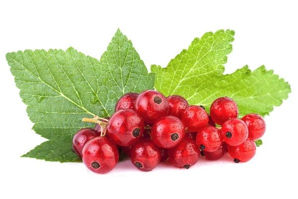 Grosella roja con hoja aislada sobre fondo blanco —  Fotos de Stock