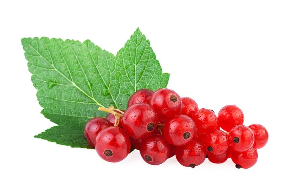 Redcurrant isolated on white — Stock Photo, Image