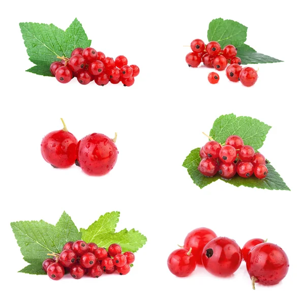 Redcurrant collection — Stock Photo, Image