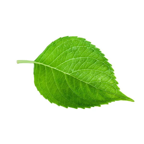 Hoja verde de flores de hortensia — Foto de Stock