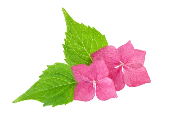 Ροζ λουλούδι με πράσινο φύλλο των λουλουδιών ορτανσία — Φωτογραφία Αρχείου