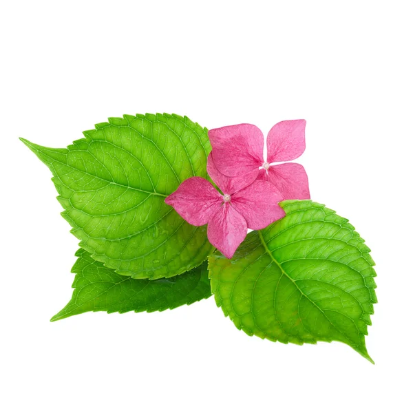 Flor rosa con hoja verde de flores de hortensia — Foto de Stock