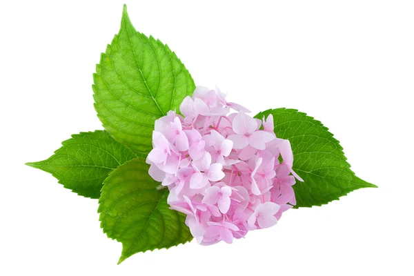 Hortensia bloem (hydrangea macrophylla) — Stockfoto