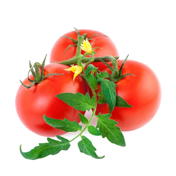 Bio-Tomate — Stockfoto