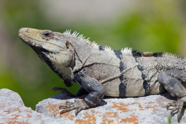 Iguana