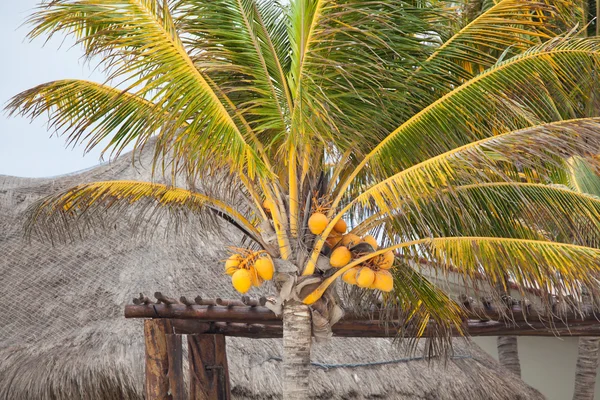 Palmträd — Stockfoto