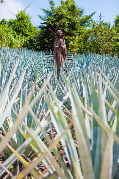 Estátua no campo de agava — Fotografia de Stock