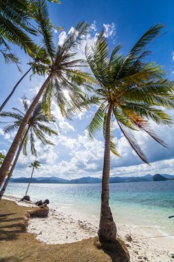 mükemmel palm beach