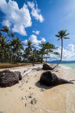 terk edilmiş palm beach