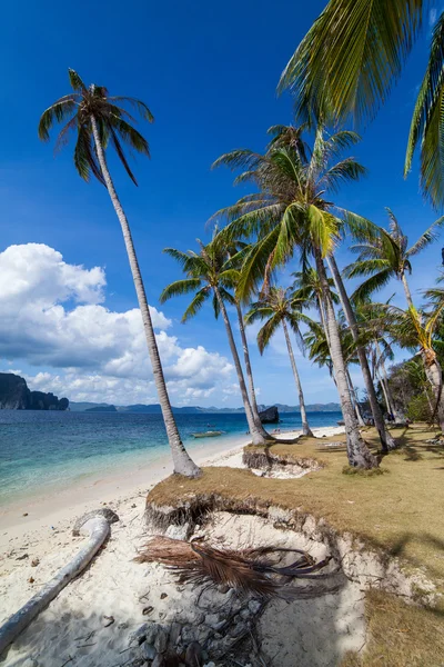 Dokonalé palm beach — Stock fotografie