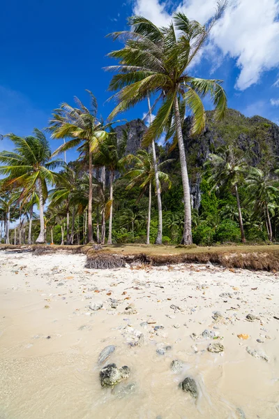 Perfekter Palmenstrand — Stockfoto