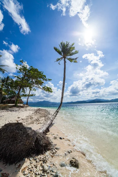 Spiaggia di palme abbandonata — Foto Stock