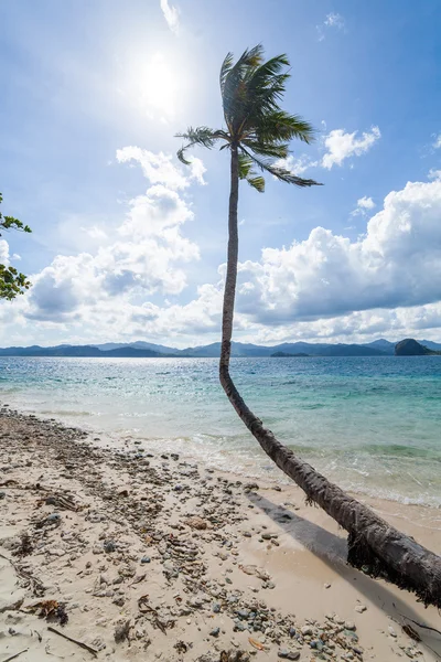 Spiaggia di palma perfetta — Foto Stock