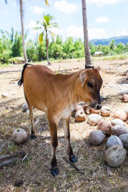 hindistancevizi arasında genç boğa