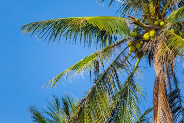 hindistancevizi ile Palm üst