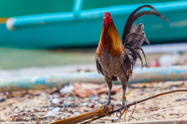 dövüşçü horoz Filipinler