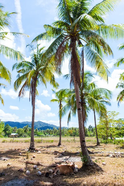 Le palme stanno raggiungendo il cielo — Foto Stock