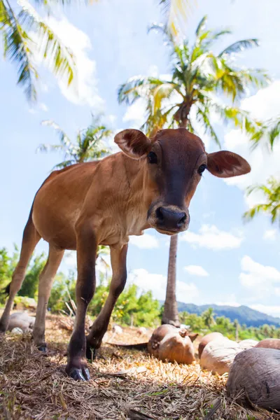 Jonge stier tussen kokosnoten — Stockfoto