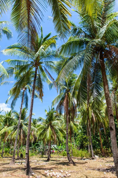 Le palme stanno raggiungendo il cielo — Foto Stock