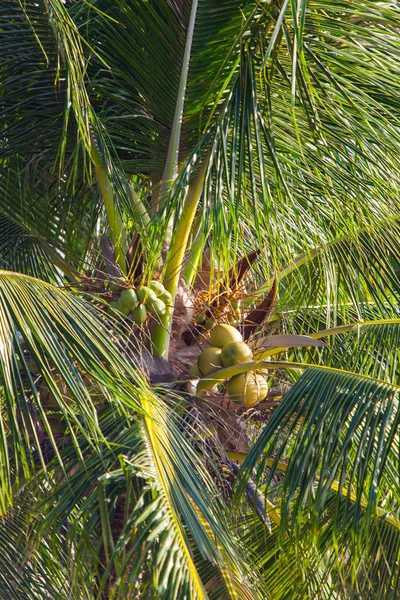 Palm topp med kokosnötter — Stockfoto