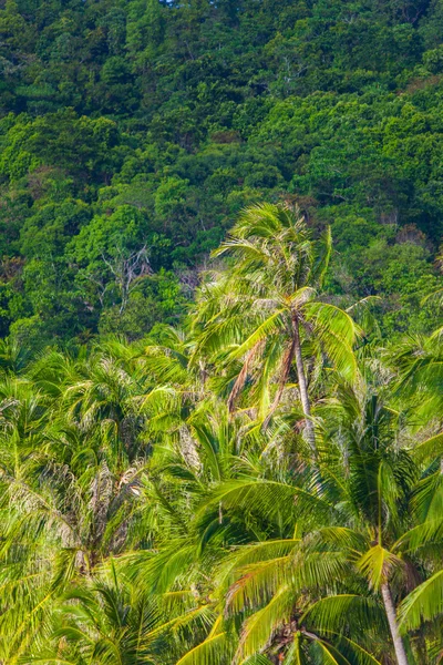 Palms med kokosnötter — Stockfoto