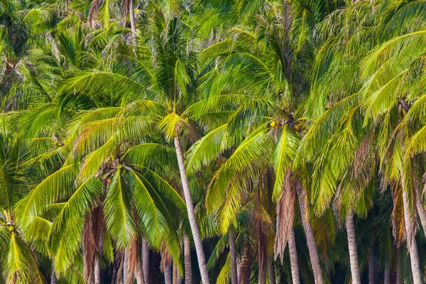 Palmen mit Kokosnüssen — Stockfoto