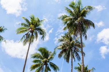 mükemmel palm beach