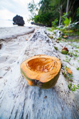 bölünen Hindistan cevizi