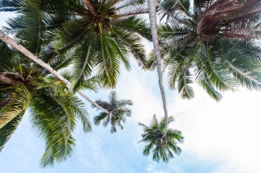 mükemmel palm beach