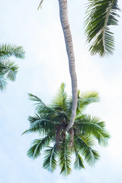 Praia de palma perfeita — Fotografia de Stock