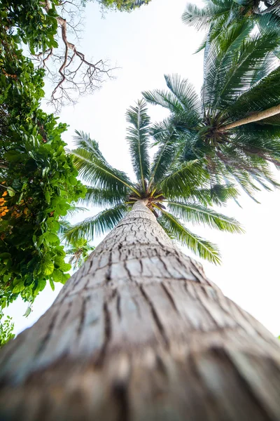 Plage de palmiers parfaite — Photo