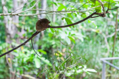 Ağaçtaki küçük tarsier maymun