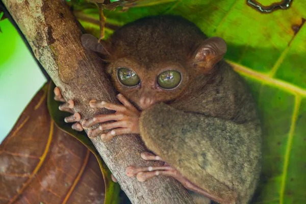 Ağaçtaki küçük tarsier maymun
