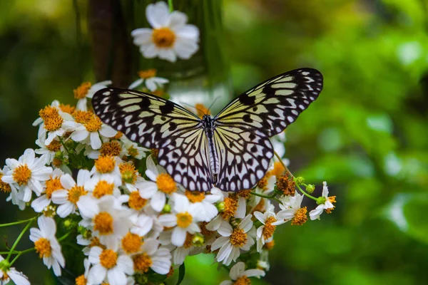 Vahşi doğada kelebek — Stok fotoğraf