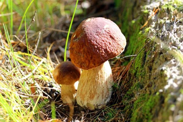 Champignons de la forêt d'automne — Photo