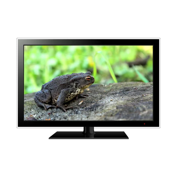 Žába na televizní obrazovce — Stock fotografie