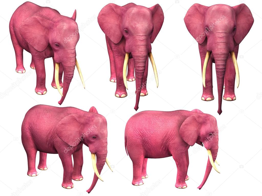 Pink elephant. Isolated on white