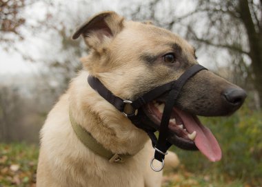 Bir köpeğin portresi.
