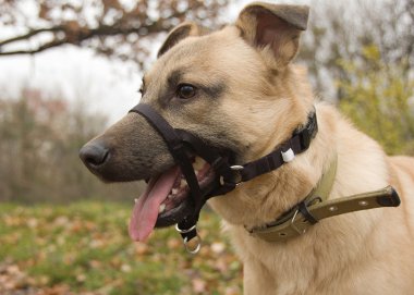 Bir köpeğin portresi.