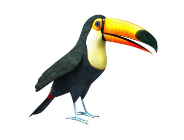 Beyaz arka plan üzerinde izole toucan