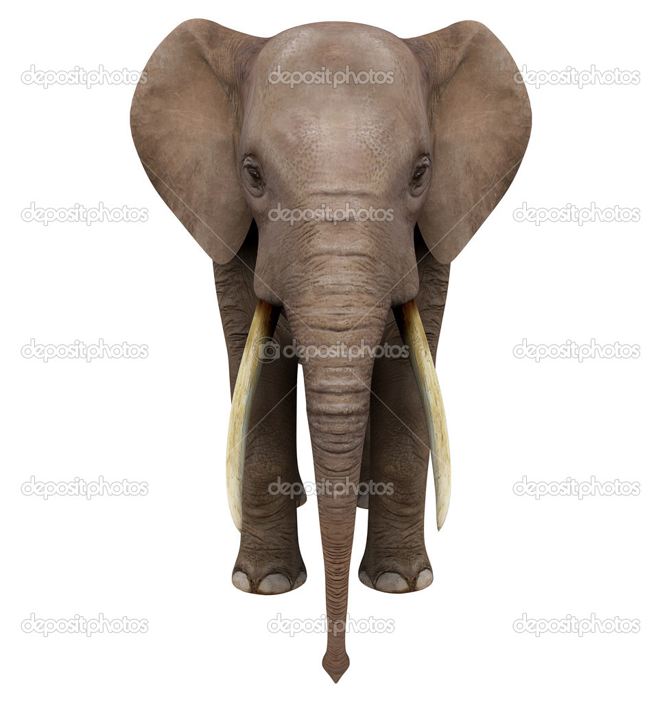 Elephant. Isolated on white background