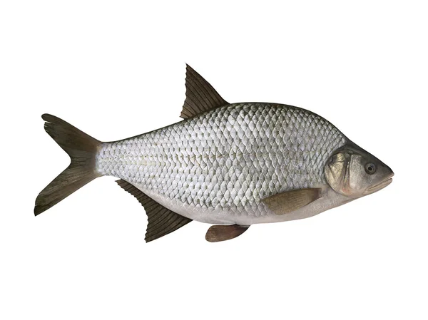鳊鱼。孤立在白色的背景 — 图库照片