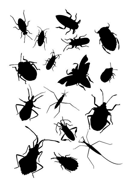 Collection of bugs