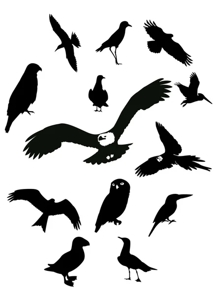 Aves negras — Vector de stock