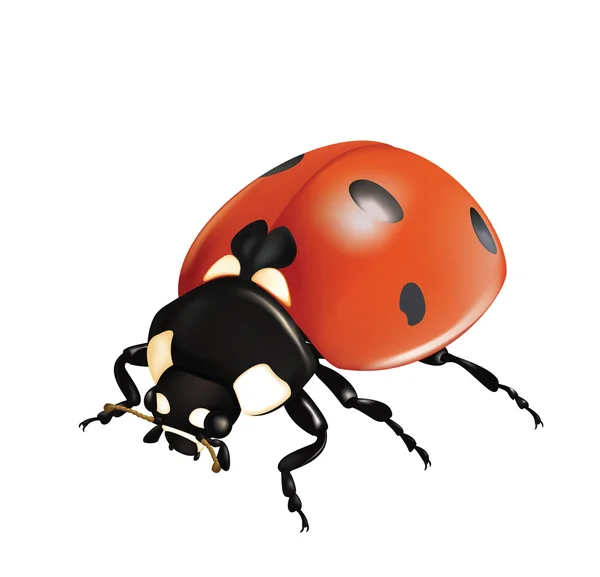 Lieveheersbeestje — Stockvector