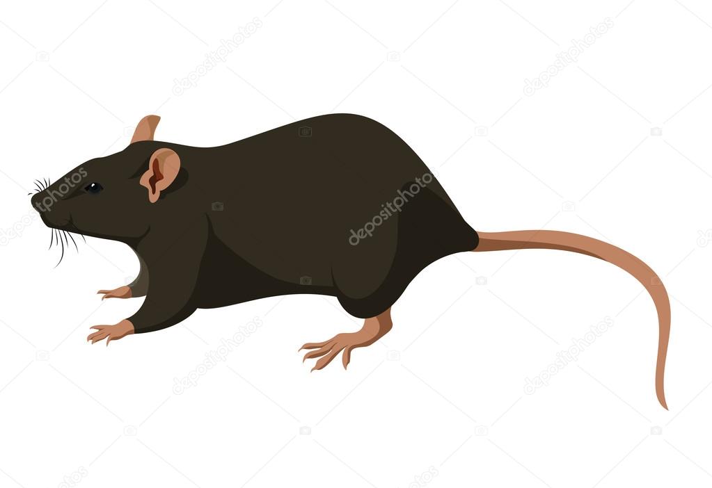 Small rat