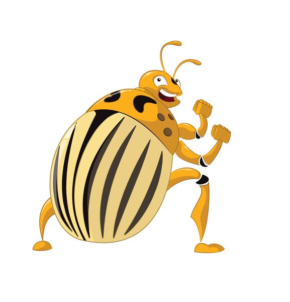 Колорадский жук
