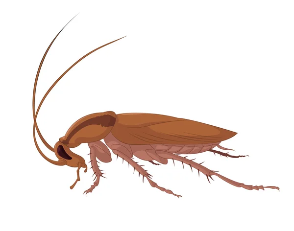 Cucaracha — Archivo Imágenes Vectoriales