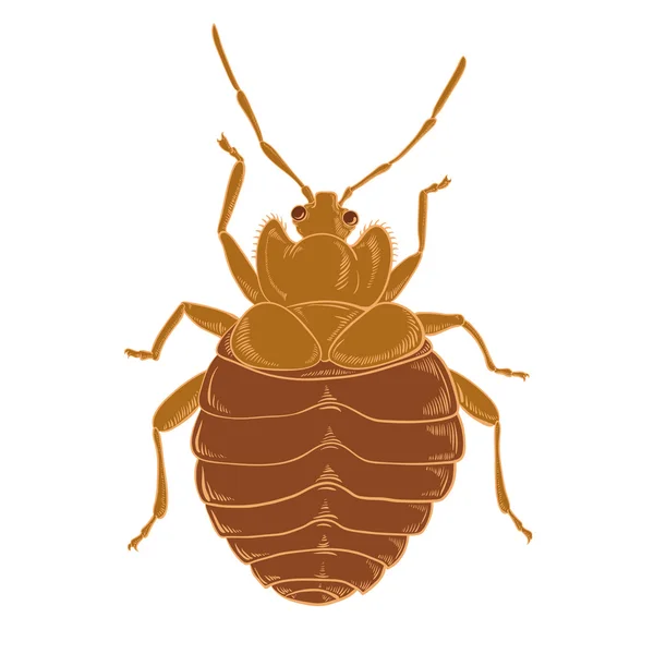 Bedbug — Stock Vector